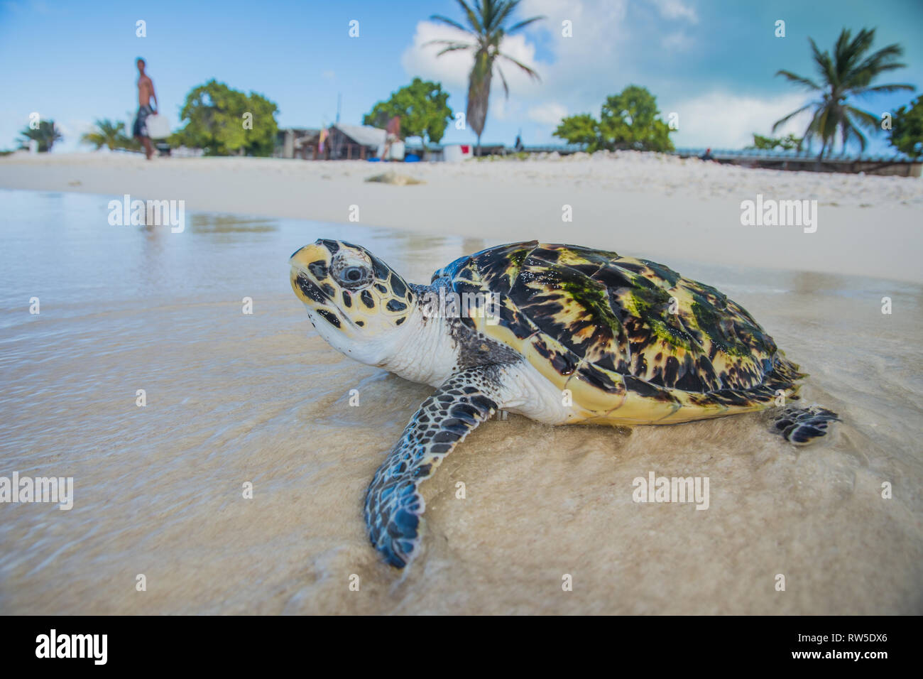 Tortuga Verde, Chelonia mydas, Granja de Tortugas, Los Roques, Venezuela Caribe. Stockfoto