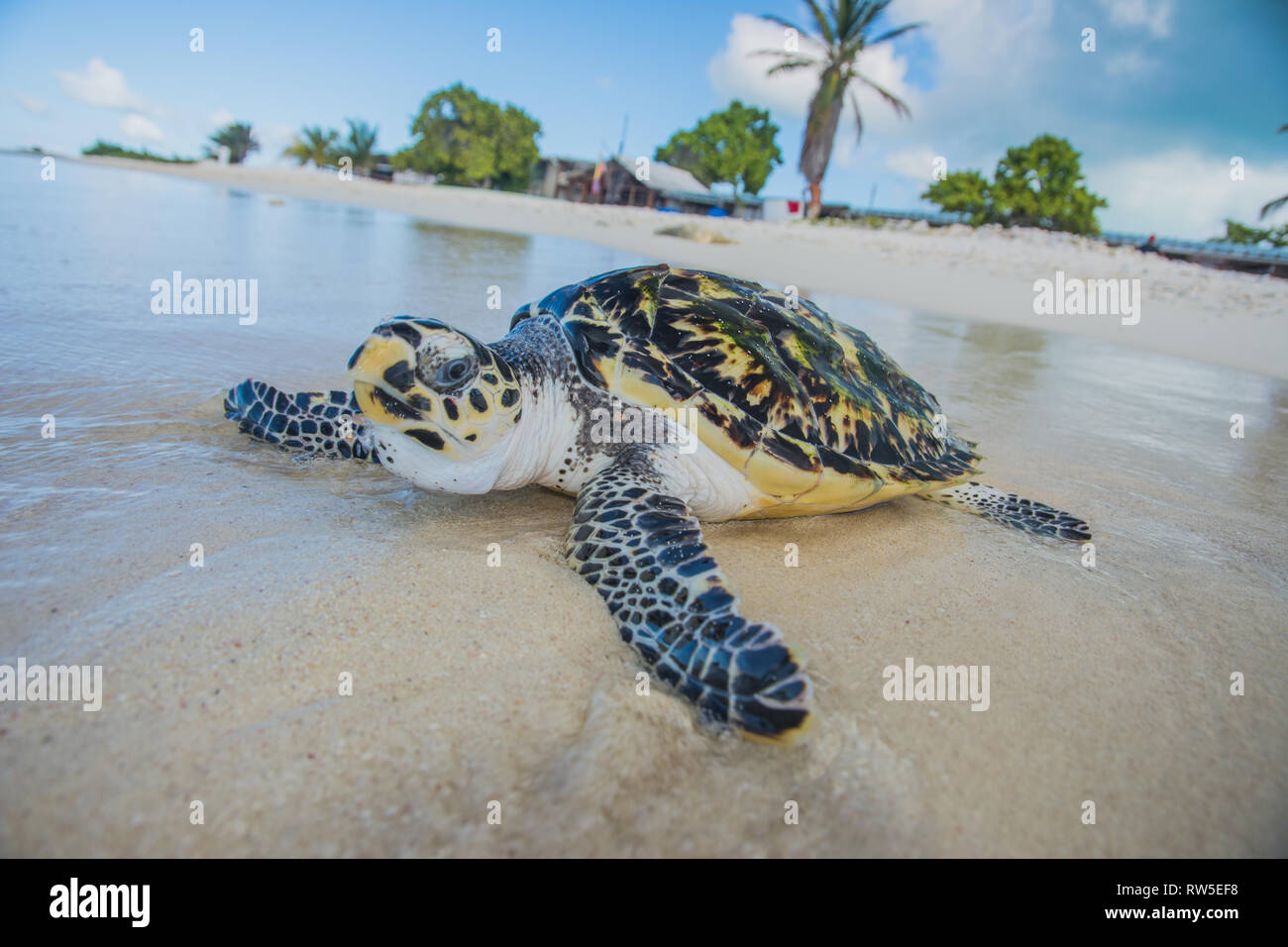 Tortuga Verde, Chelonia mydas, Granja de Tortugas, Los Roques, Venezuela Caribe. Stockfoto