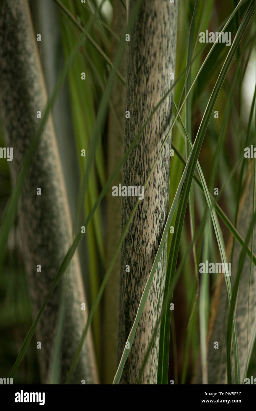 Halme mit grünen Markierungen und schlanke Blätter auf Diagonal, Nahaufnahme Stockfoto