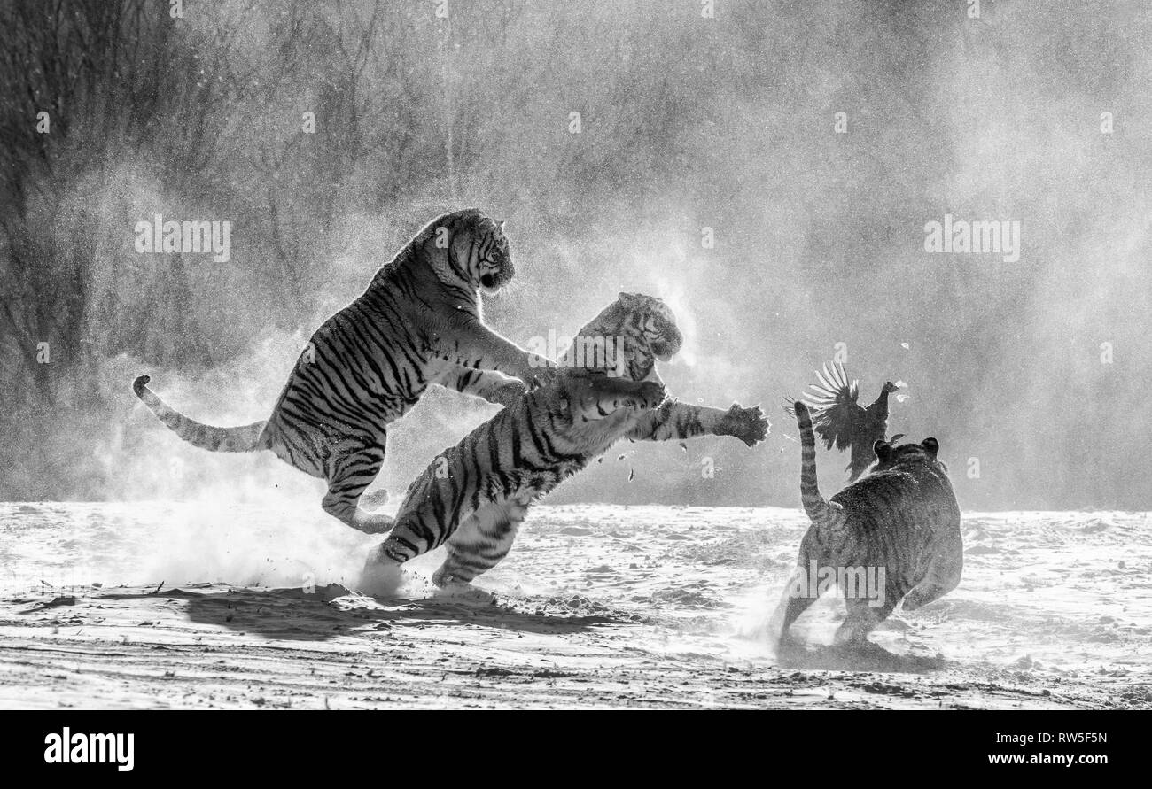 Sibirische Tiger in einer verschneiten Waldlichtung fangen ihre Beute. Sehr dynamische ERSCHOSSEN. Schwarz und Weiß. China. Harbin. Mudanjiang Provinz. Hengdaohezi Park. Stockfoto
