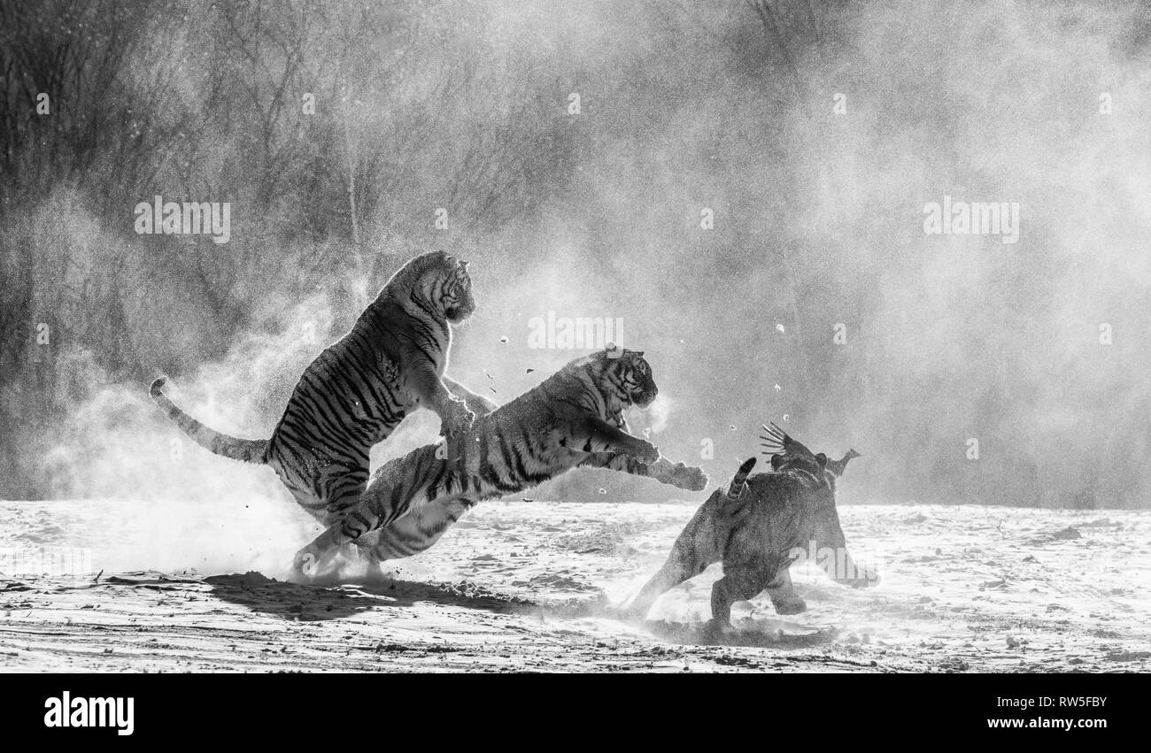 Sibirische Tiger in einer verschneiten Waldlichtung fangen ihre Beute. Sehr dynamische ERSCHOSSEN. Schwarz und Weiß. China. Harbin. Mudanjiang Provinz. Hengdaohezi Park. Stockfoto