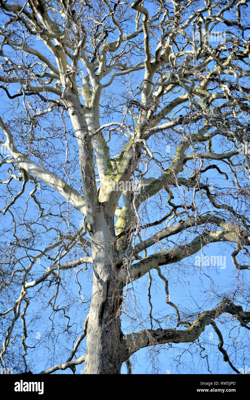 London Plane Tree in Winter, Alte Palace Gardens, Ely, Cambridgeshire, Großbritannien Stockfoto