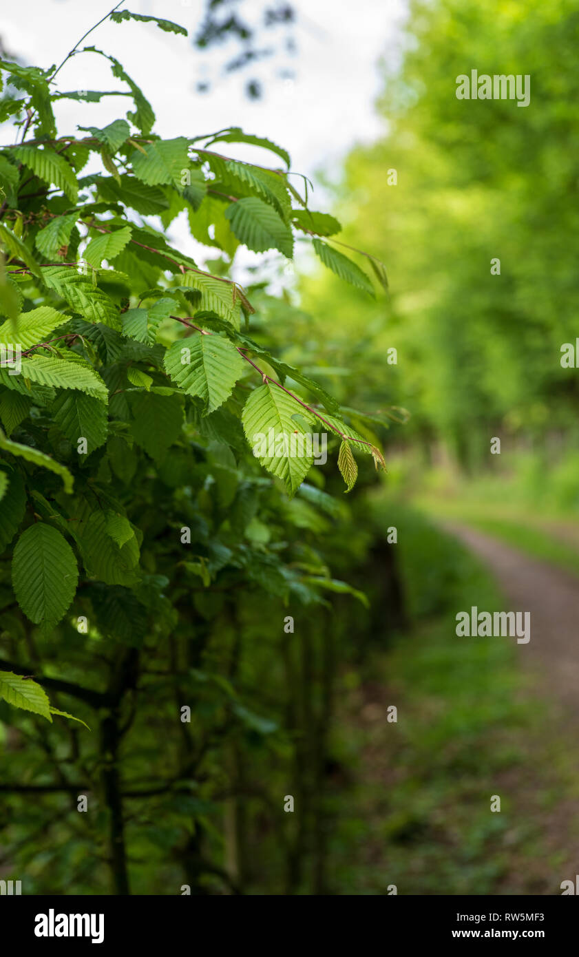 Hainbuche Hecke im Vordergrund links, verschwommenen Pfad im Hintergrund rechts Stockfoto