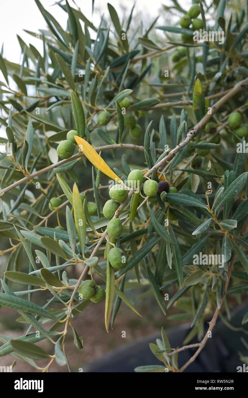 Olea europaea mit grünen Oliven Stockfoto