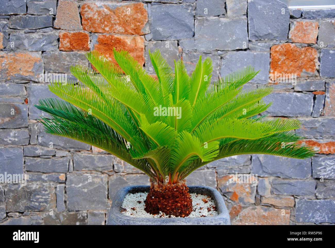 Getrennte Little Palm in einen Topf vor einer Wand, die in Sissi, Kreta, Griechenland Stockfoto