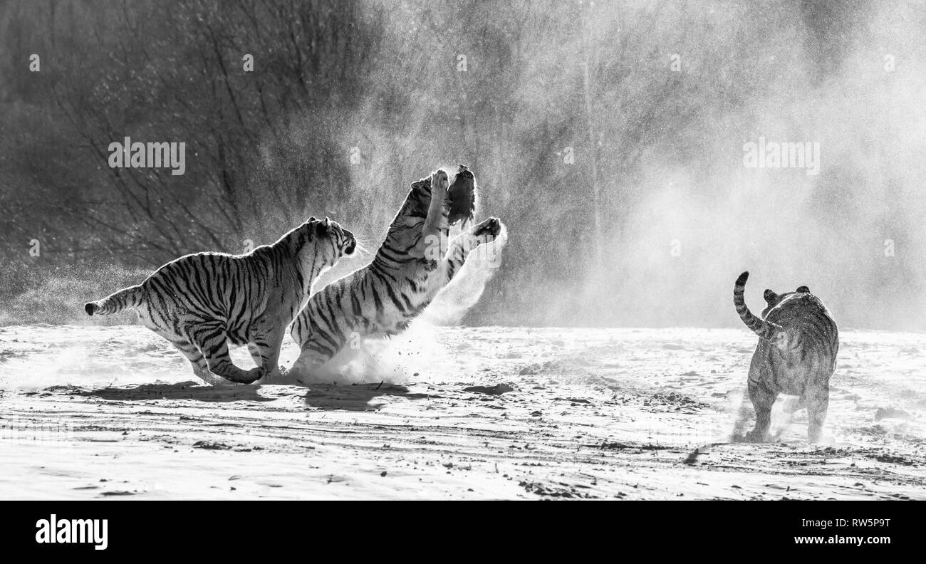 Sibirische Tiger in einer verschneiten Waldlichtung fangen ihre Beute. Sehr dynamische ERSCHOSSEN. Schwarz und Weiß. China. Harbin. Mudanjiang Provinz. Hengdaohezi Park. Stockfoto