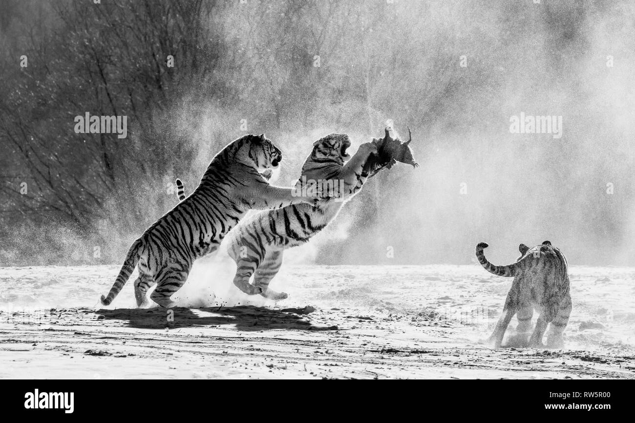 Sibirische Tiger in einer verschneiten Waldlichtung fangen ihre Beute. Sehr dynamische ERSCHOSSEN. Schwarz und Weiß. China. Harbin. Mudanjiang Provinz. Hengdaohezi Park. Stockfoto