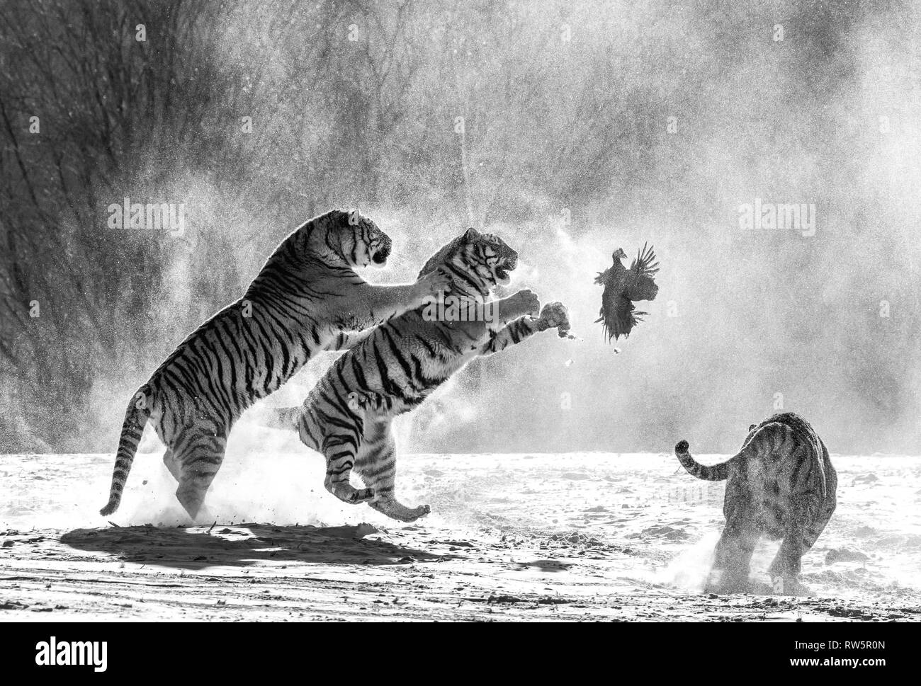 Sibirische Tiger in einer verschneiten Waldlichtung fangen ihre Beute. Sehr dynamische ERSCHOSSEN. Schwarz und Weiß. China. Harbin. Mudanjiang Provinz. Hengdaohezi Park. Stockfoto