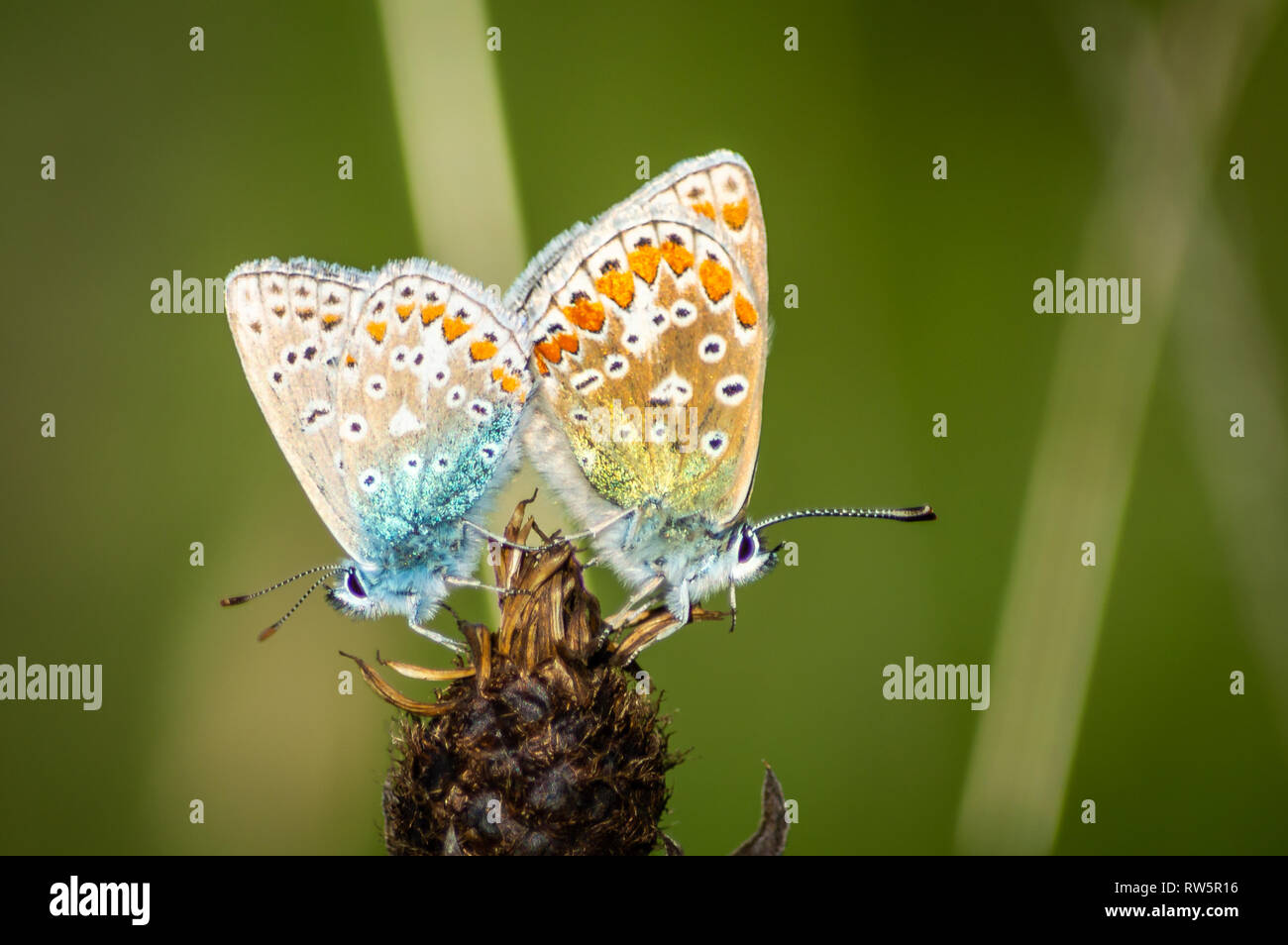 Gemeinsame blaue Schmetterlinge Paarung Stockfoto