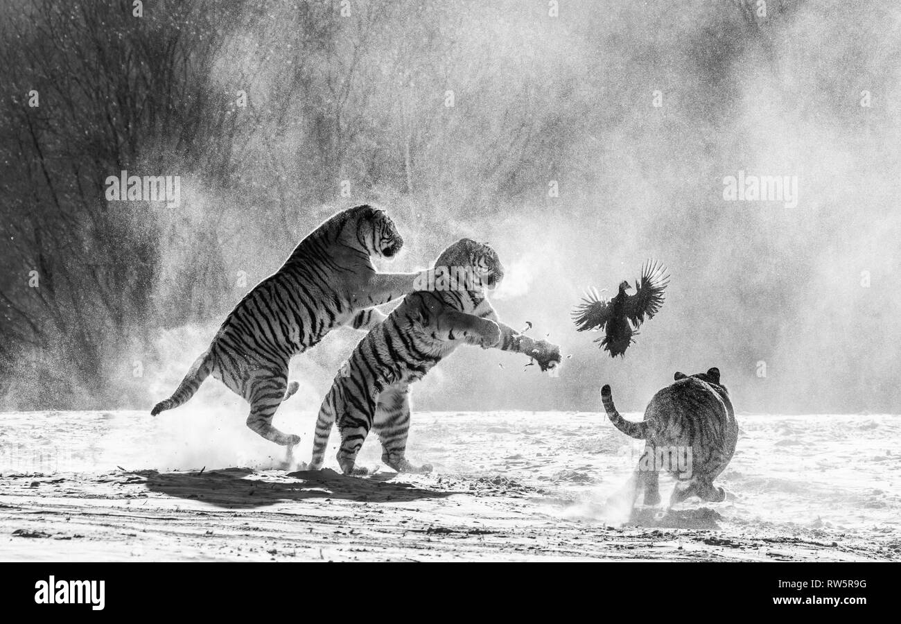 Sibirische Tiger in einer verschneiten Waldlichtung fangen ihre Beute. Sehr dynamische ERSCHOSSEN. Schwarz und Weiß. China. Harbin. Mudanjiang Provinz. Hengdaohezi Park. Stockfoto