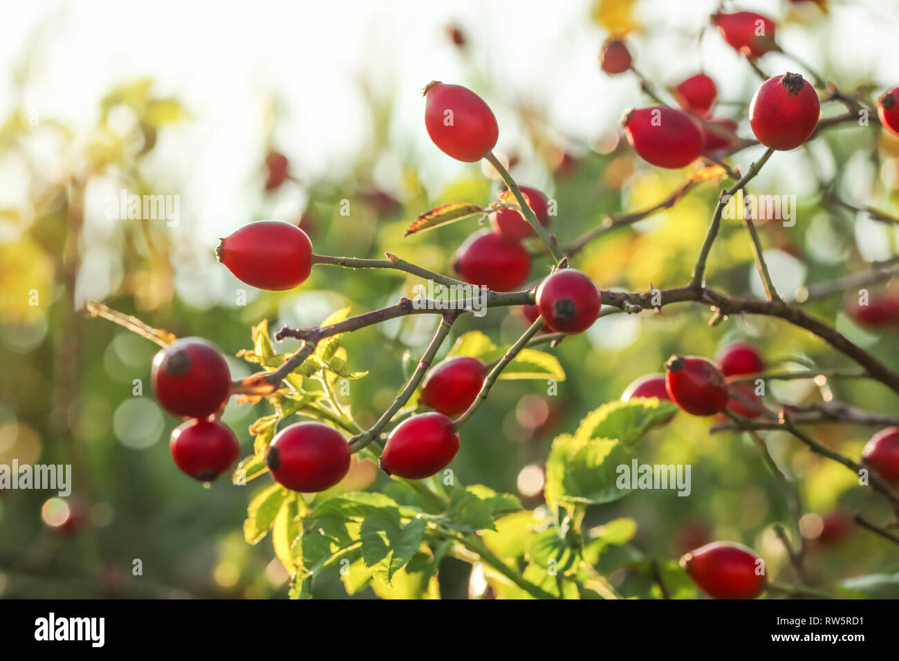 Hagebutten (Dog Rose Obst) auf einem Busch, sun Hintergrundbeleuchtung im Hintergrund. Stockfoto