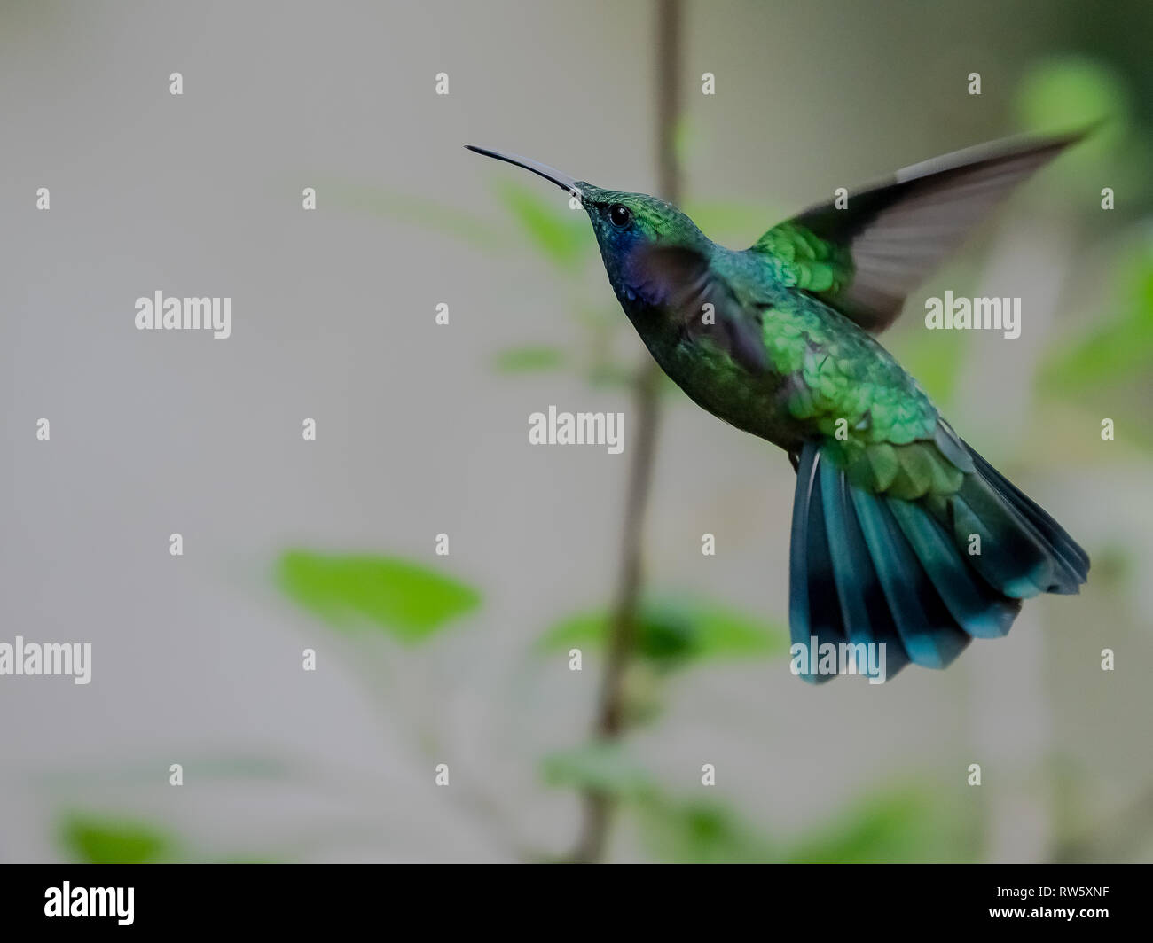 Kleine blaue und grüne Hummingbird Stockfoto