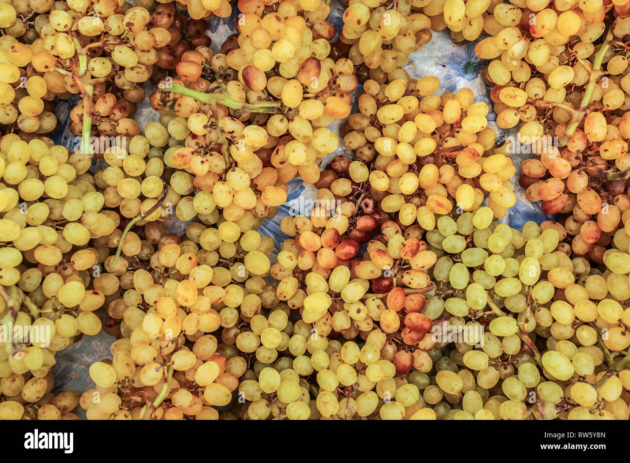 Ansicht von oben - kleine gelbe Trauben auf Food Market angezeigt, Kyrenia, Nordzypern Stockfoto
