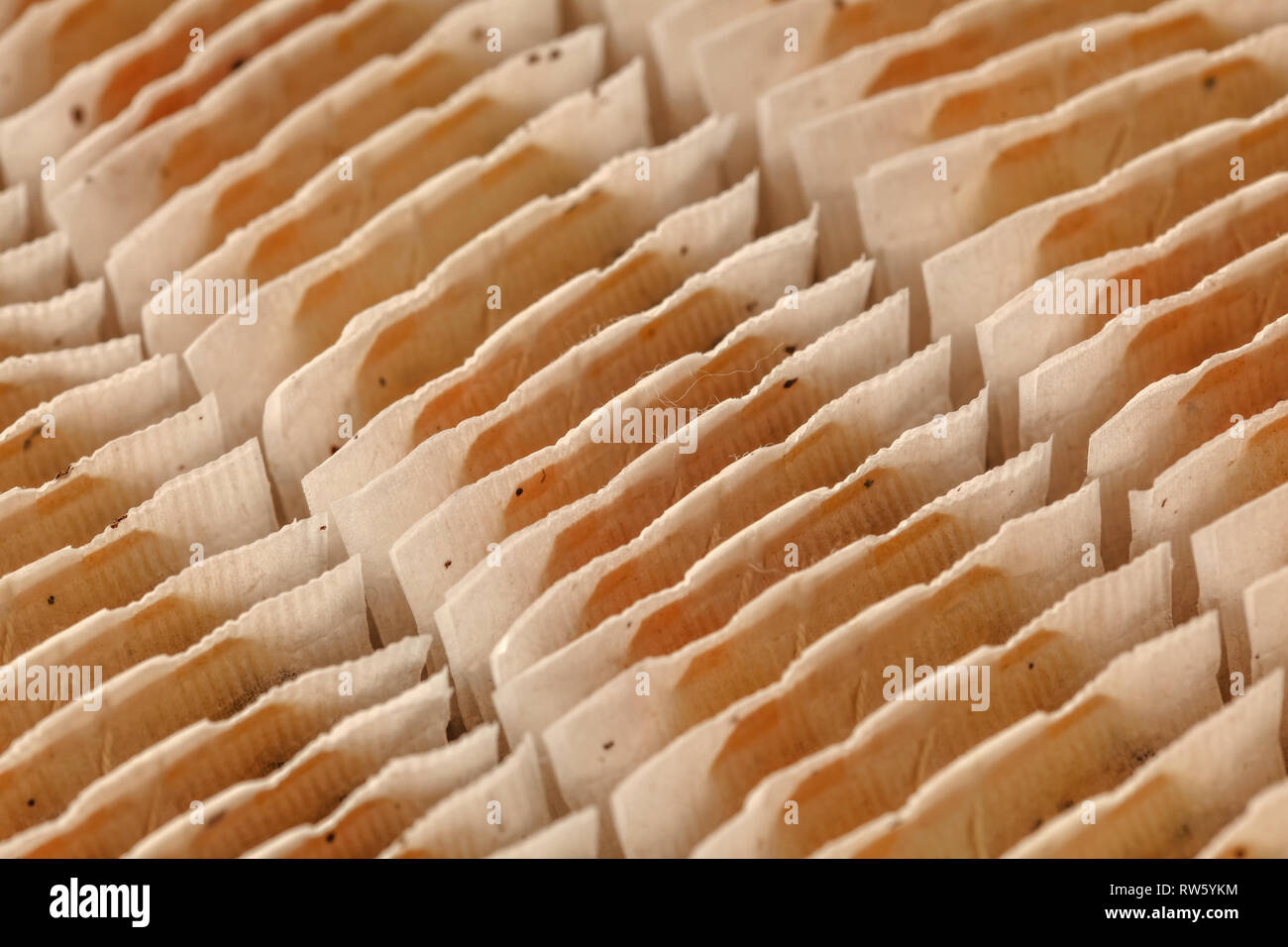 Nahaufnahme von Teebeutel ordentlich in Feld angeordnet. Stockfoto