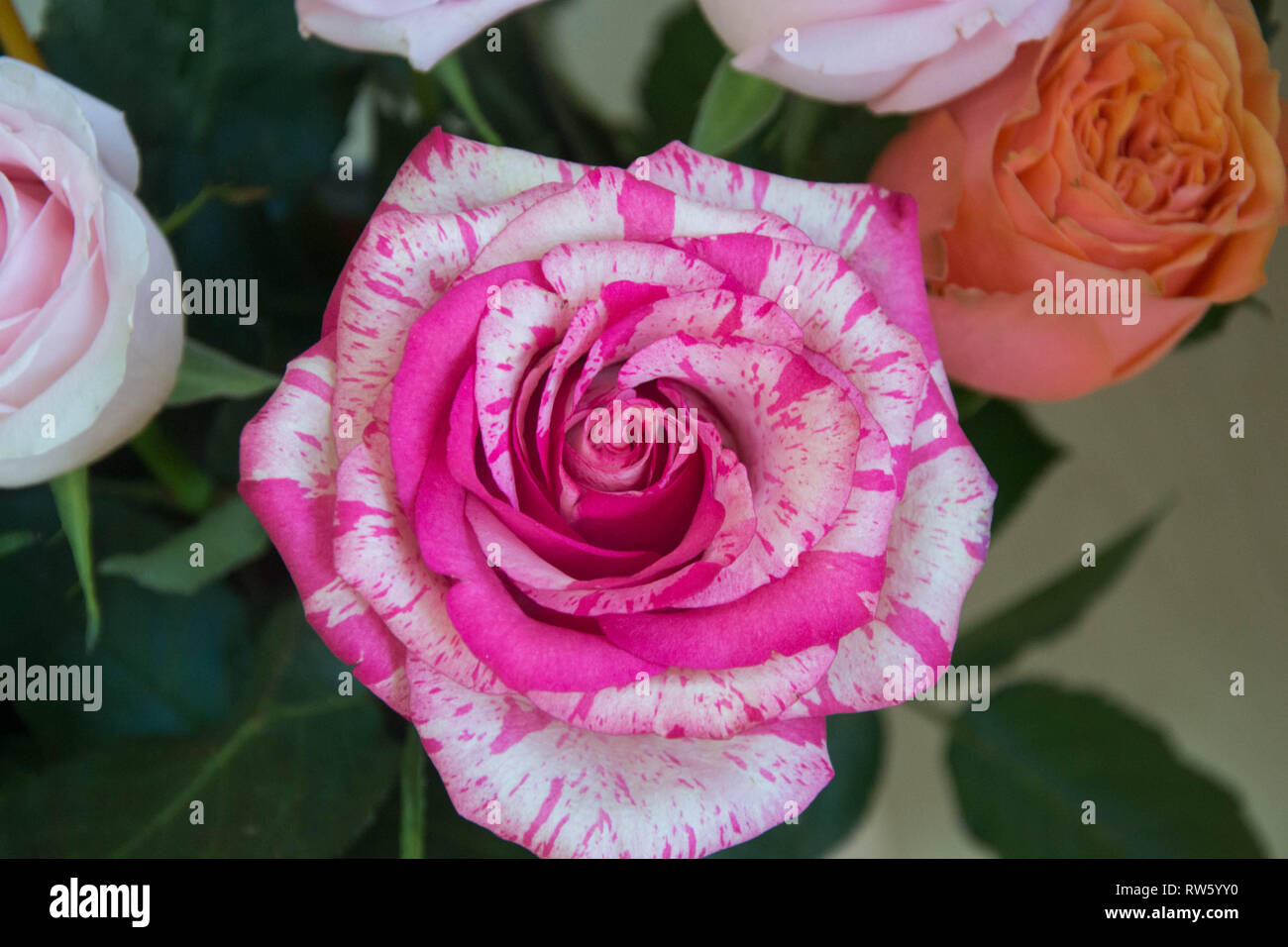 Einzelne schöne rosa Rose, Nahaufnahme einer Blüte in einem Blumenladen mit grünem Hintergrund, blühende Rose Bouquet für den 8. März, Muttertag, Frauentag, Stockfoto