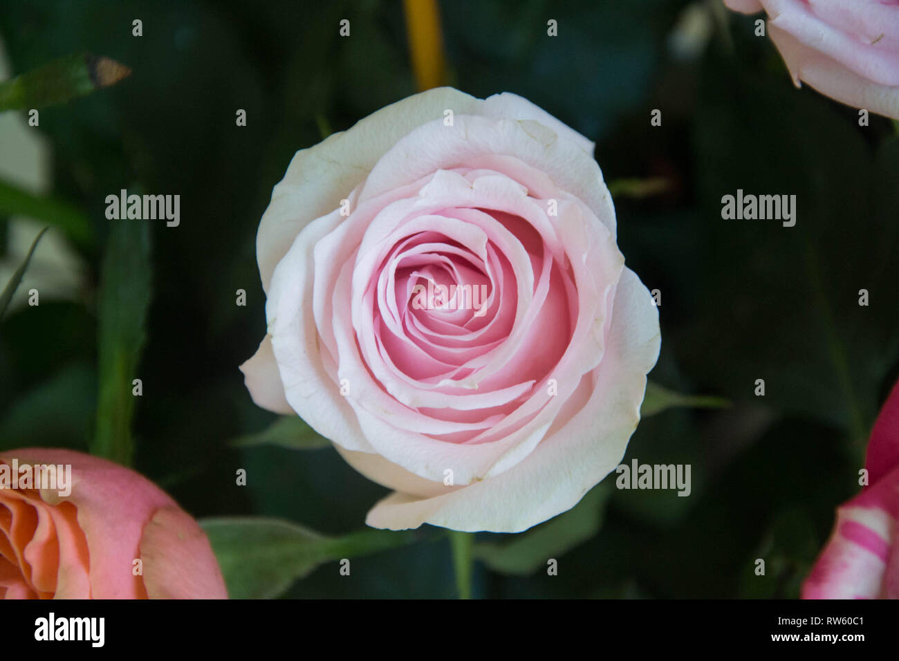 Einzelne schöne rosa Rose, Nahaufnahme einer Blüte in einem Blumenladen mit grünem Hintergrund, blühende Rose Bouquet für den 8. März, Muttertag, Frauentag, Stockfoto