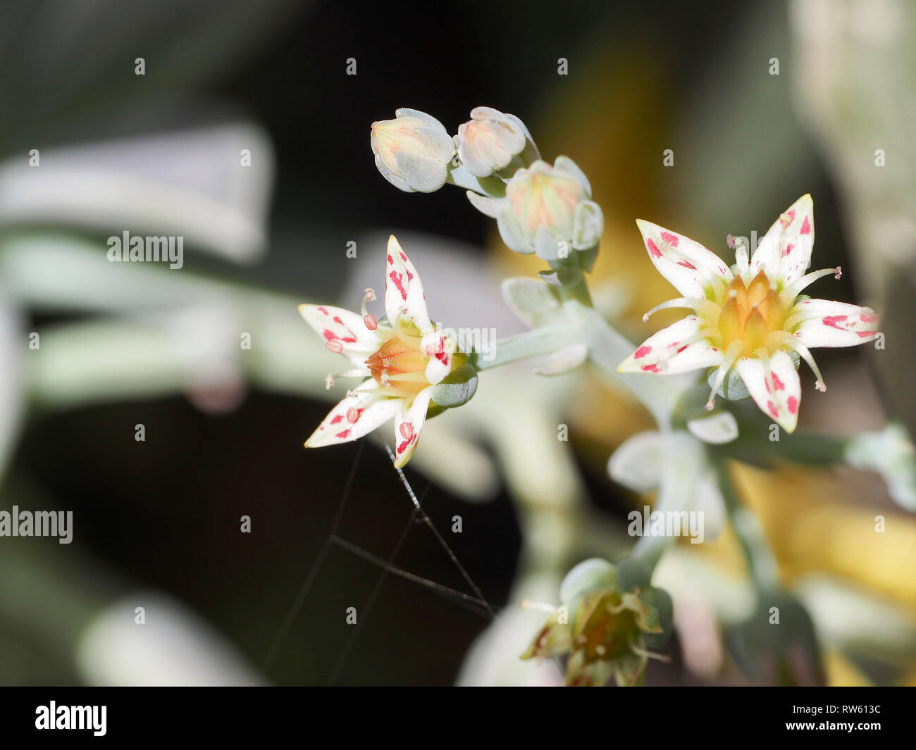 Star Blumen Stockfoto