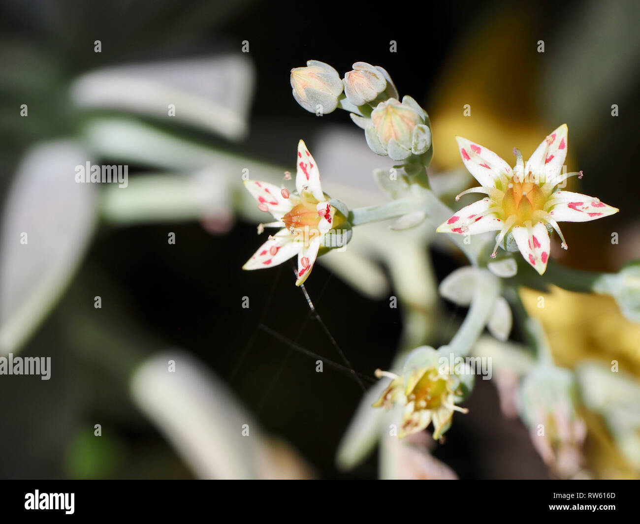 Star Blumen Stockfoto