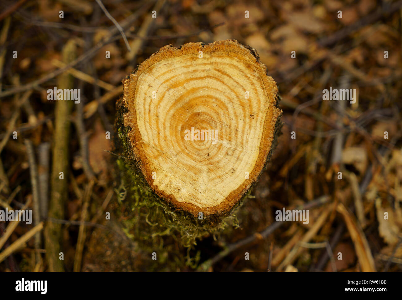 Der baumstumpf Silver Birch tree zeigt die Jahrringe. Stockfoto