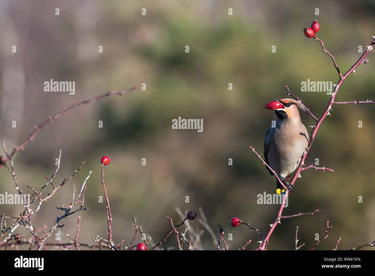 Schönen Vogel, Waxwing Bombycilla garrulus, Fütterung Hagebutte Beeren in einem Strauch auf der schwedischen Insel Oland Stockfoto