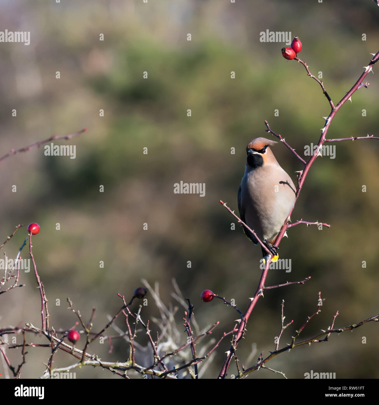 Schönen Vogel, Waxwing Bombycilla garrulus, auf der Suche nach Nahrung in eine Rose hip Strauch auf der schwedischen Insel Oland Stockfoto