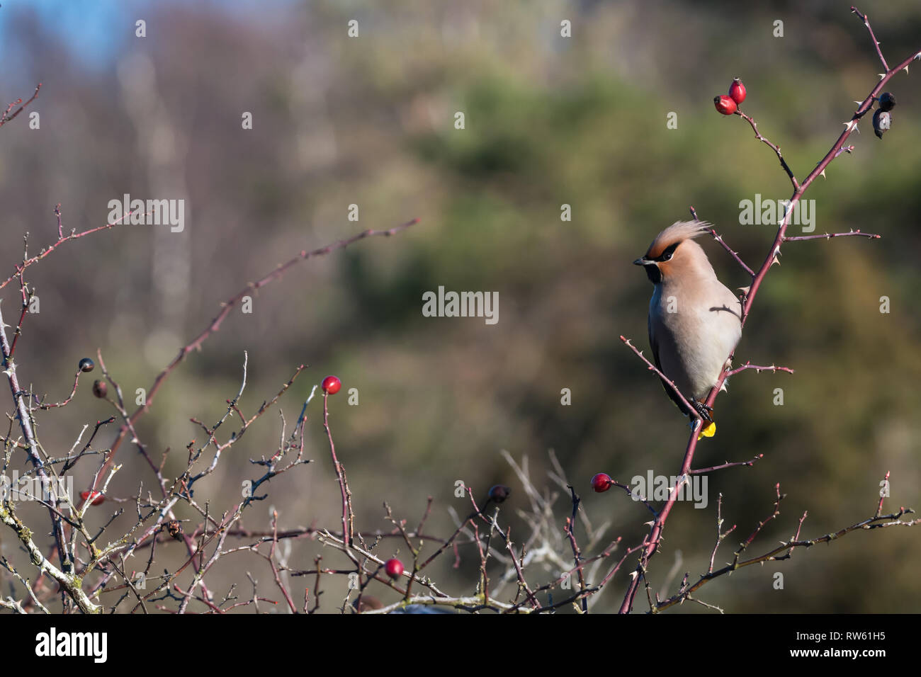 Schönen sonnigen Waxwing Bombycilla garrulus, Vogel, auf der Suche nach Nahrung in eine Rose hip Strauch auf der schwedischen Insel Oland Stockfoto