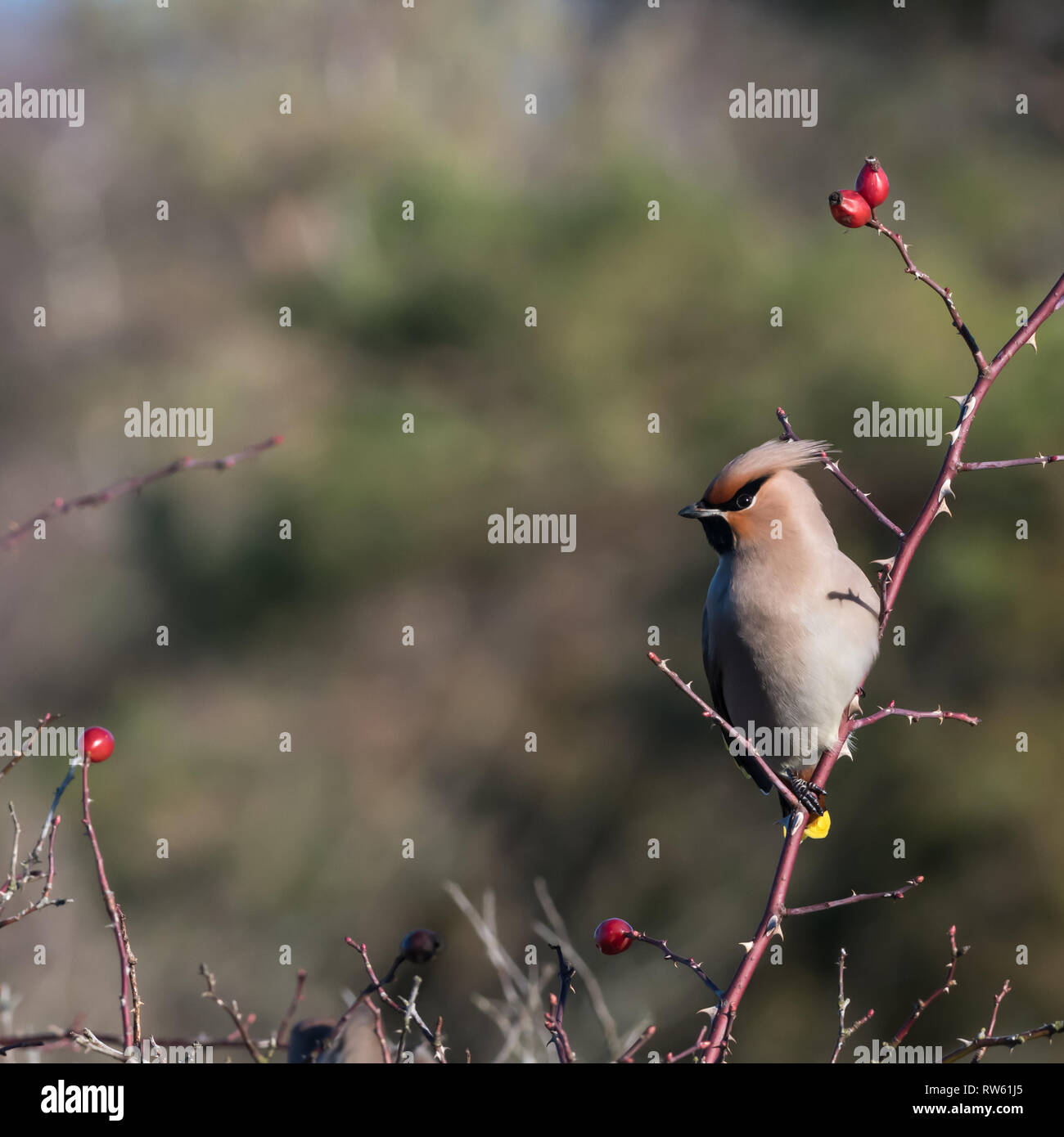 Schönen sonnigen Waxwing Bombycilla garrulus, Vogel, auf der Suche nach Nahrung in eine Rose hip Strauch auf der schwedischen Insel Oland Stockfoto