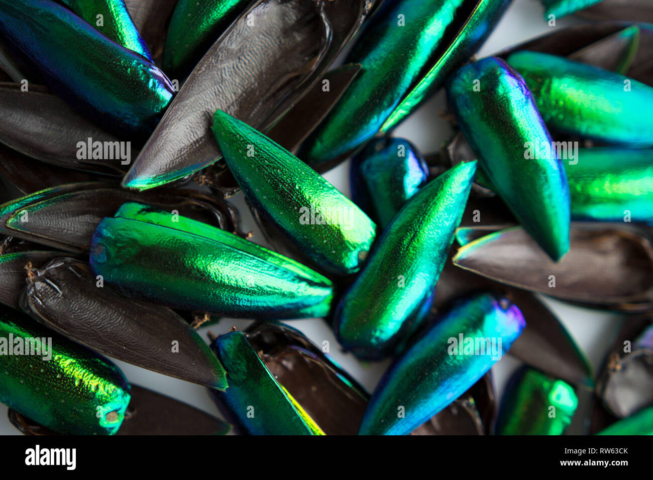 Viele Flügel von Jewel beetle Metallische Holz - langweilige Käfer Buprestid Stockfoto