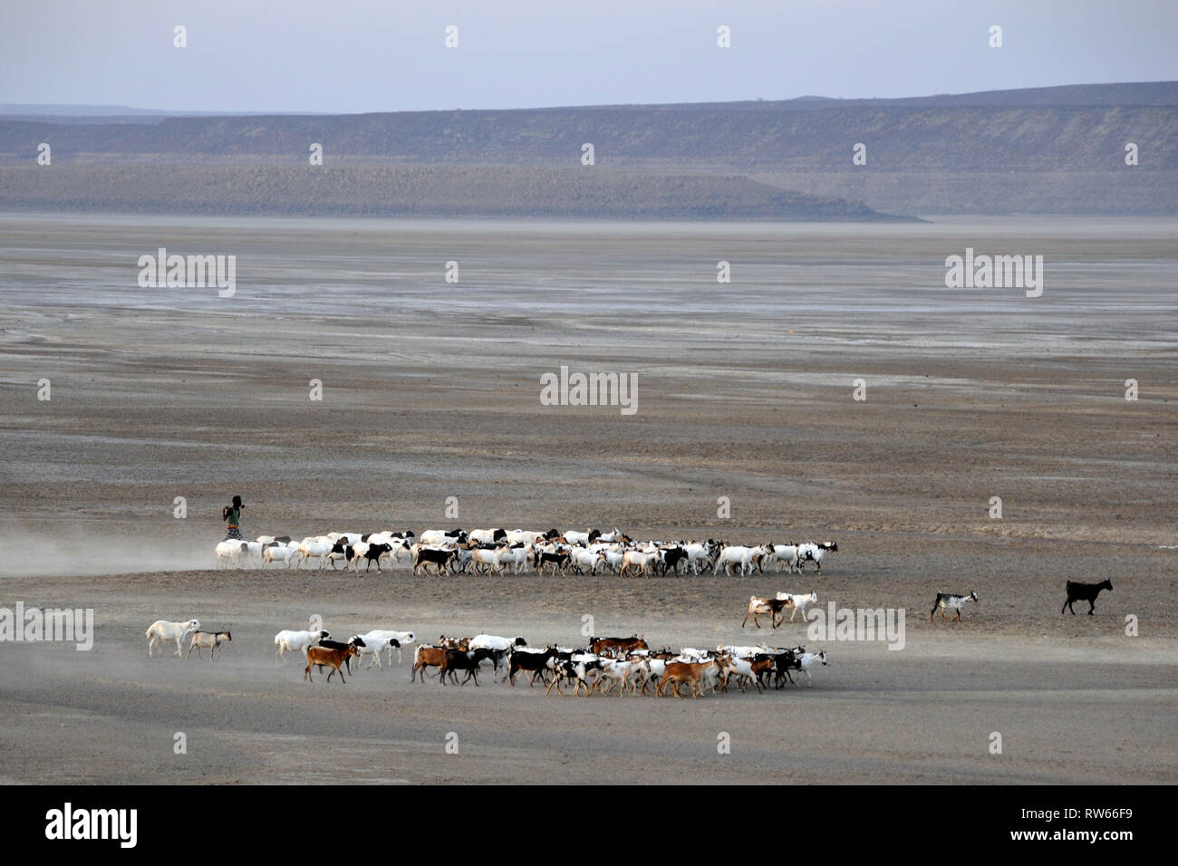 Dschibuti, Abbe See, Herde Ziegen, von Ferne Stockfoto