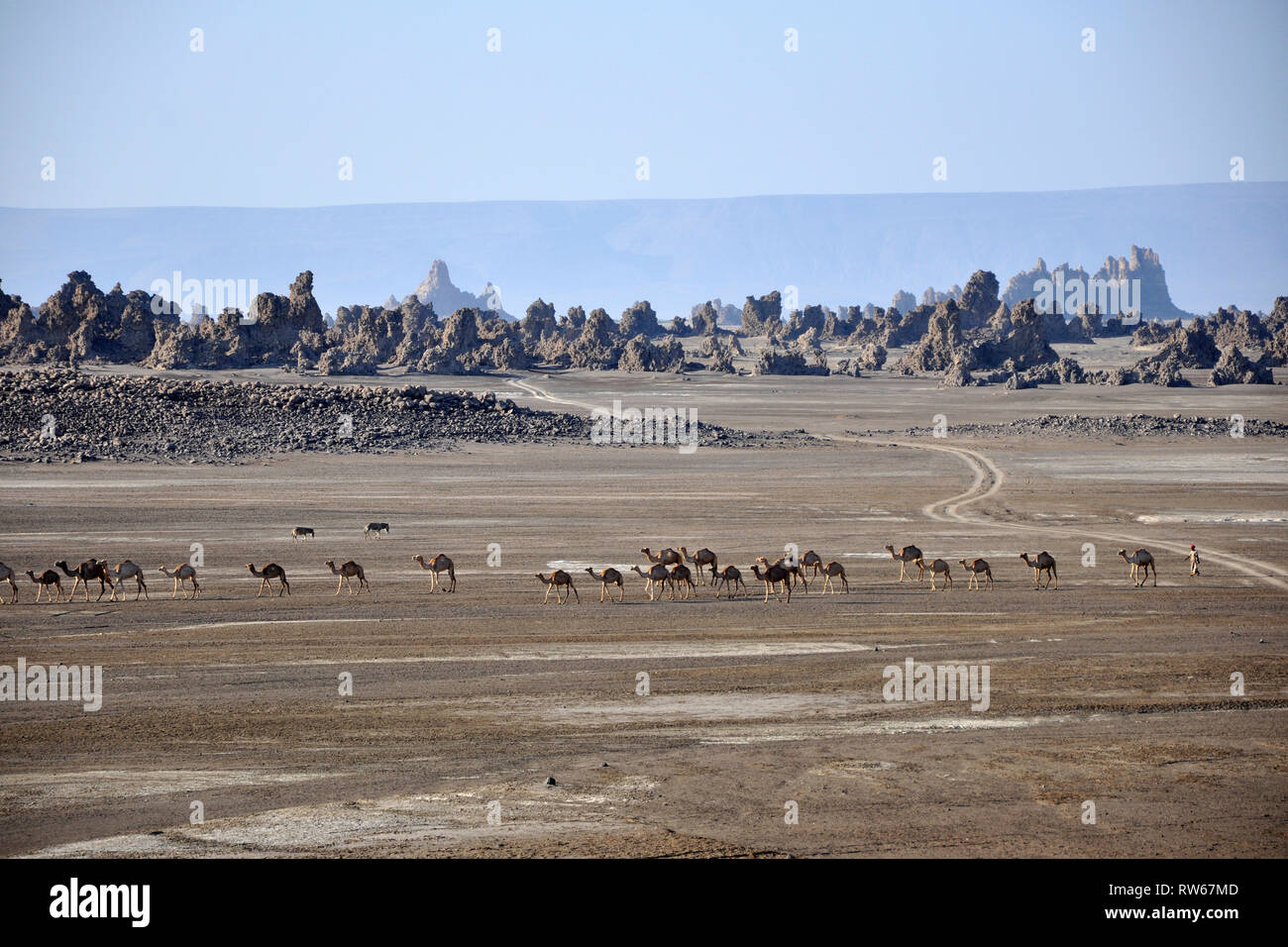 Dschibuti, Abbe See, camel Caravan Stockfoto