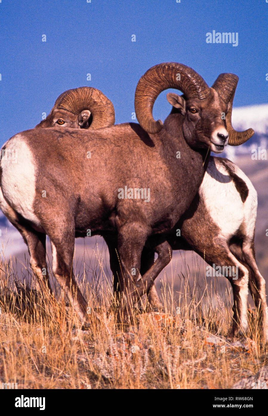 Bighorn Schafe in der Nähe von corwin Federn, Montana Stockfoto