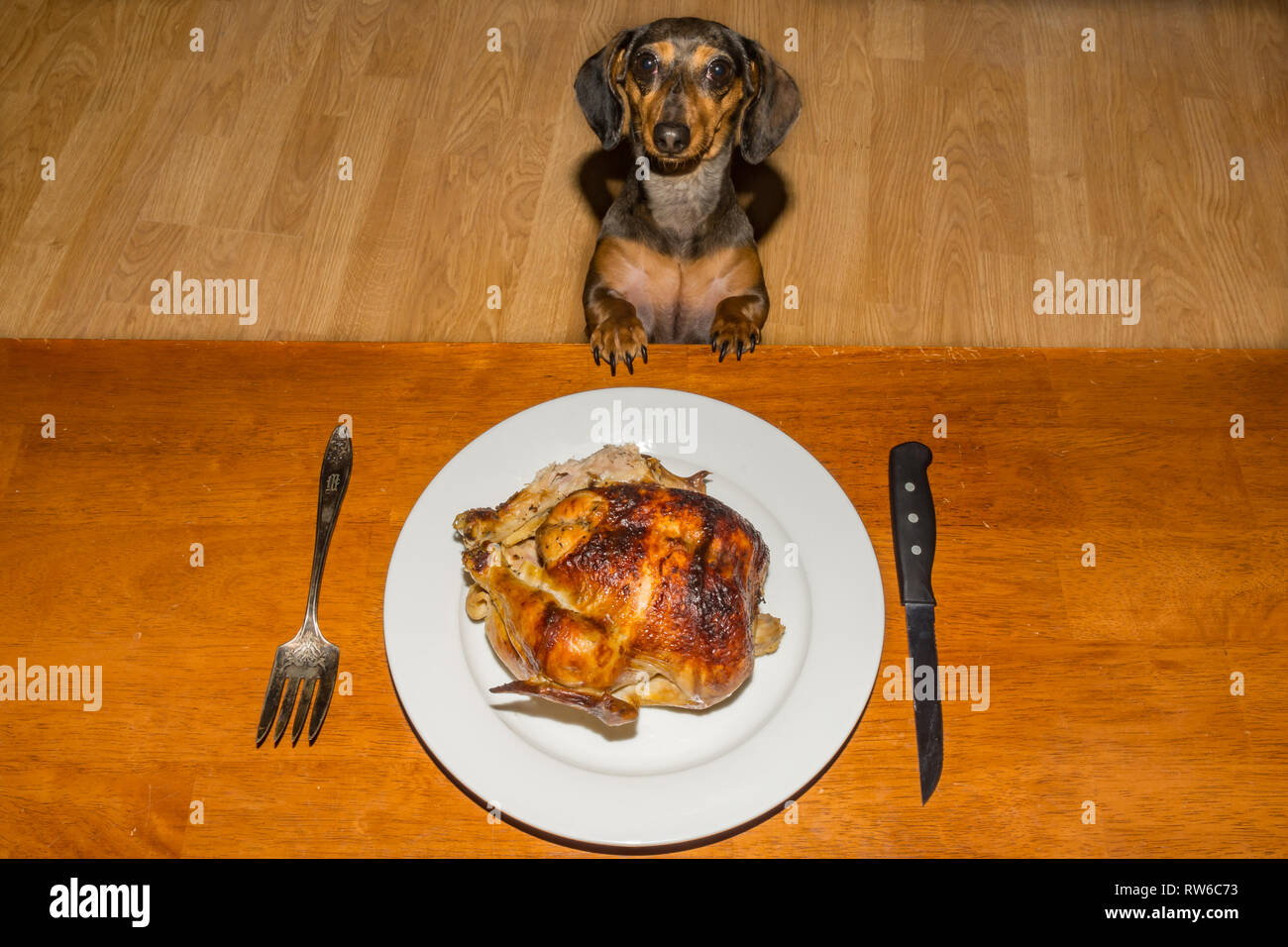 Ein Dackel Welpen Betteln für das Abendessen. Stockfoto