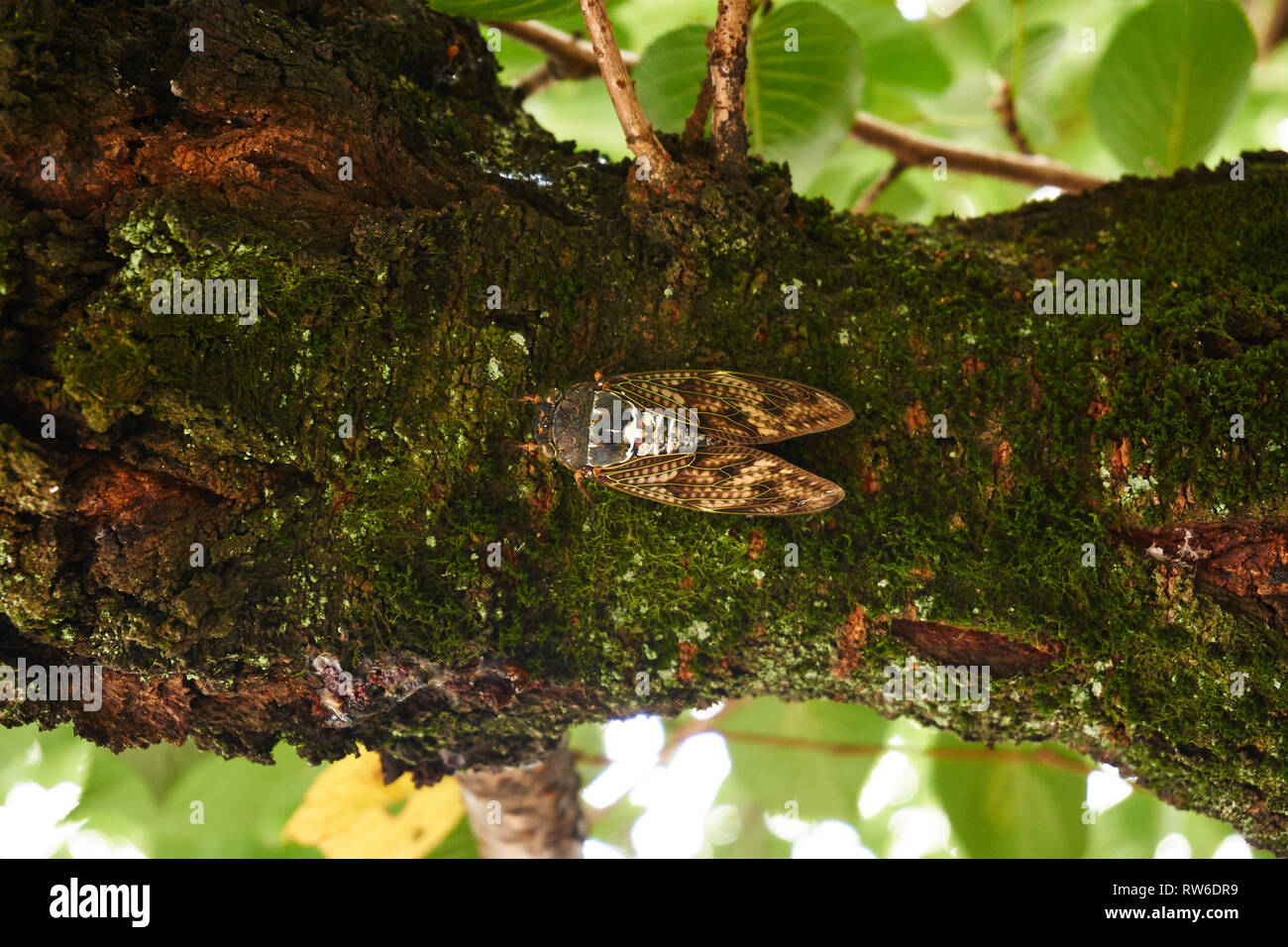 Eine japanische aburazemi (große braune Zikade) ruht auf der Unterseite eines cherry tree branch an einem Sommertag in Kyoto, Japan. Stockfoto