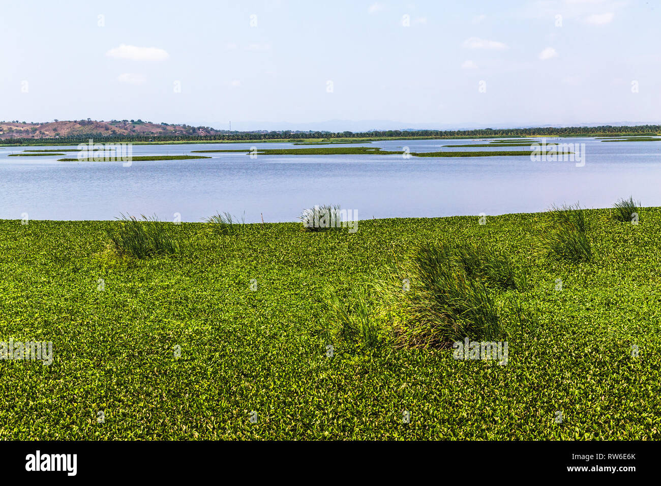La Segua Feuchtgebiet, wichtige Ramsar in der Provinz Manabi Stockfoto
