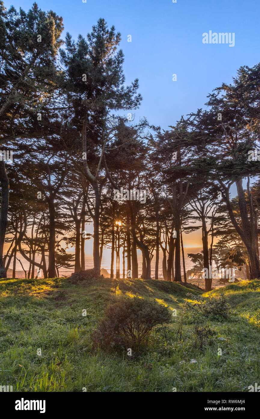 Sonnenuntergang über die Zypressen im Park von Land's End, San Francisco, Kalifornien. Stockfoto