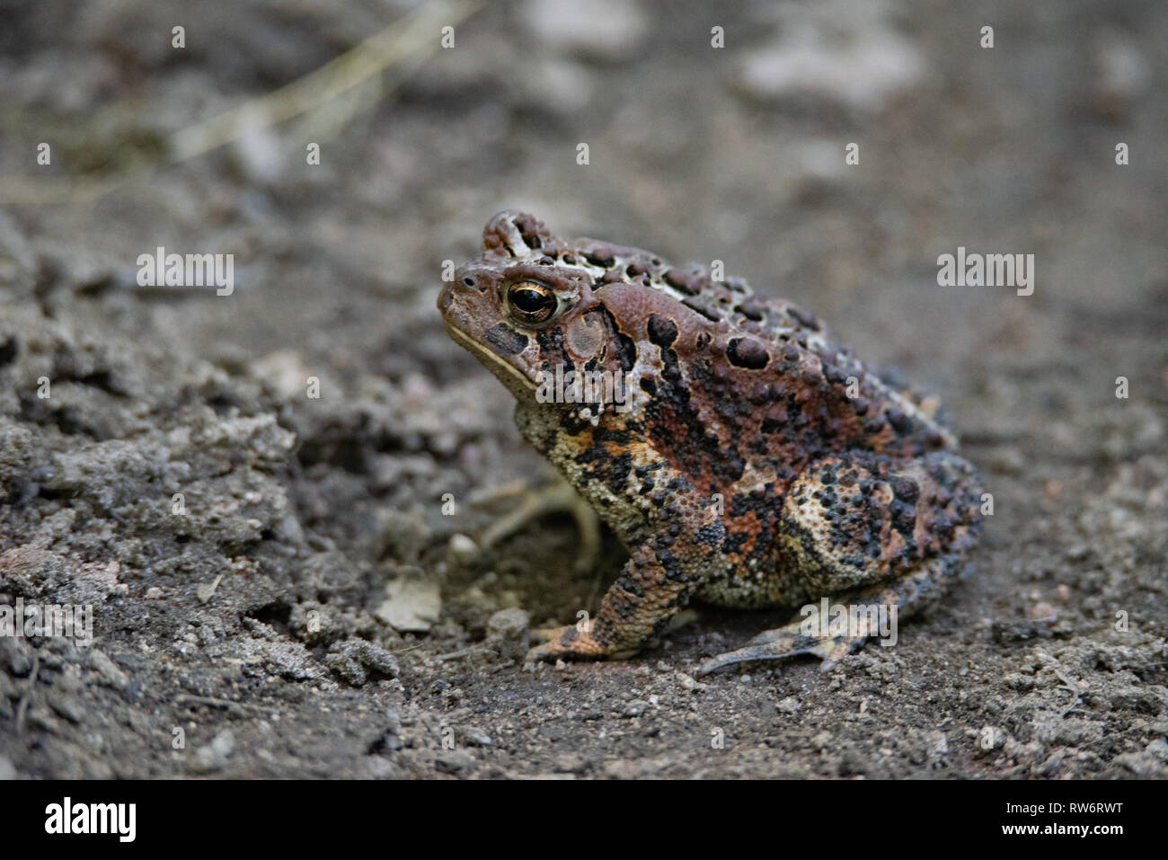 American Toad (Anaxyrus americanus) im Schlamm sonnt Stockfoto