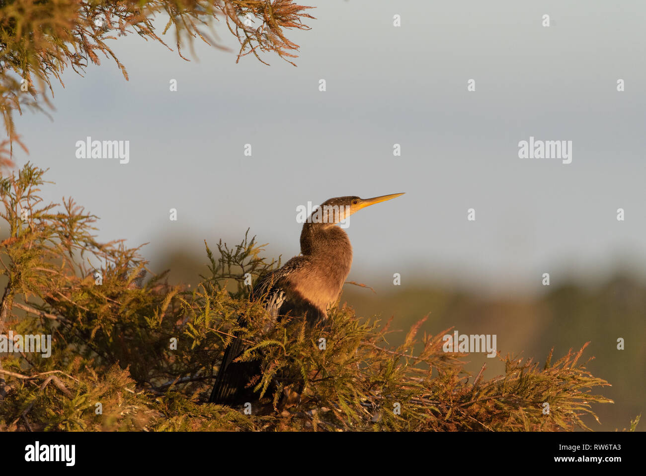 (Anhinga Anhinga anhinga), in der Sonne zu sitzen Stockfoto