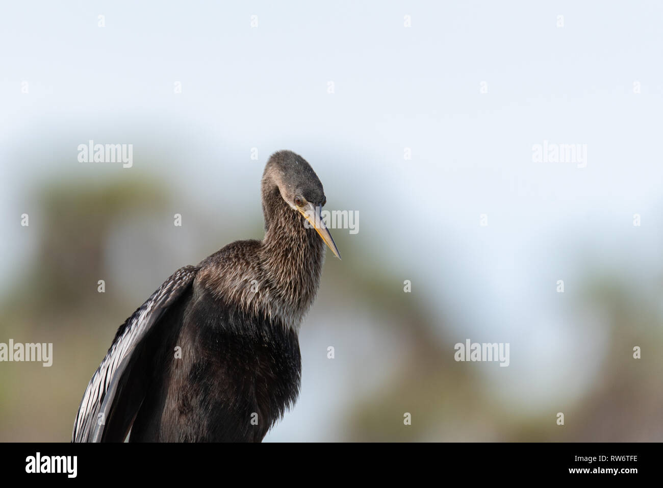 (Anhinga Anhinga anhinga) trocknen in der Sonne Stockfoto
