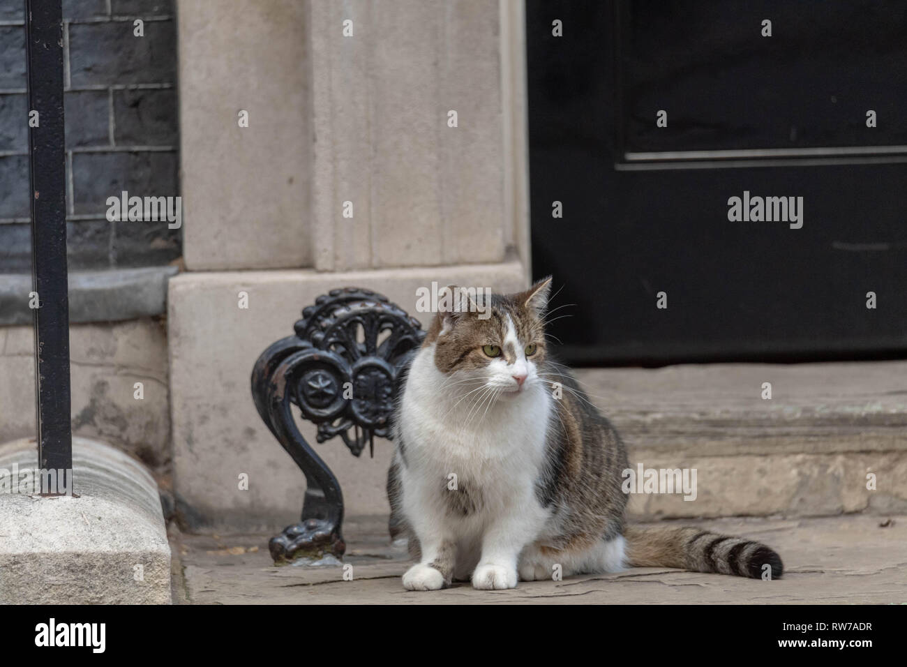 London, Großbritannien. 5. März 2019, Larry, die Katze draußen Downing Street 10 Downing Street, London, UK. Credit: Ian Davidson/Alamy leben Nachrichten Stockfoto