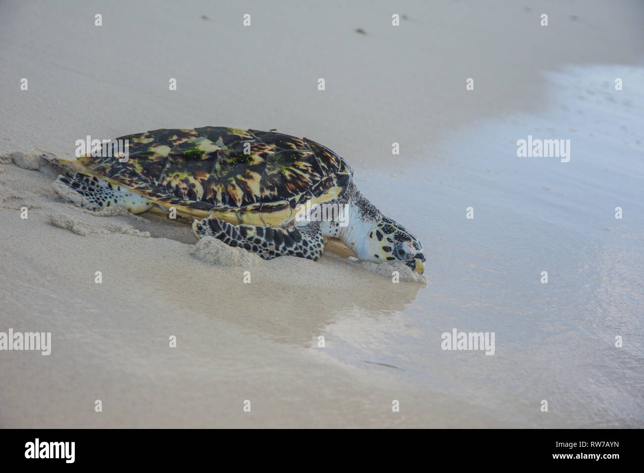 Tortuga Verde, Chelonia mydas, Granja de Tortugas, Los Roques, Venezuela Caribe. Stockfoto