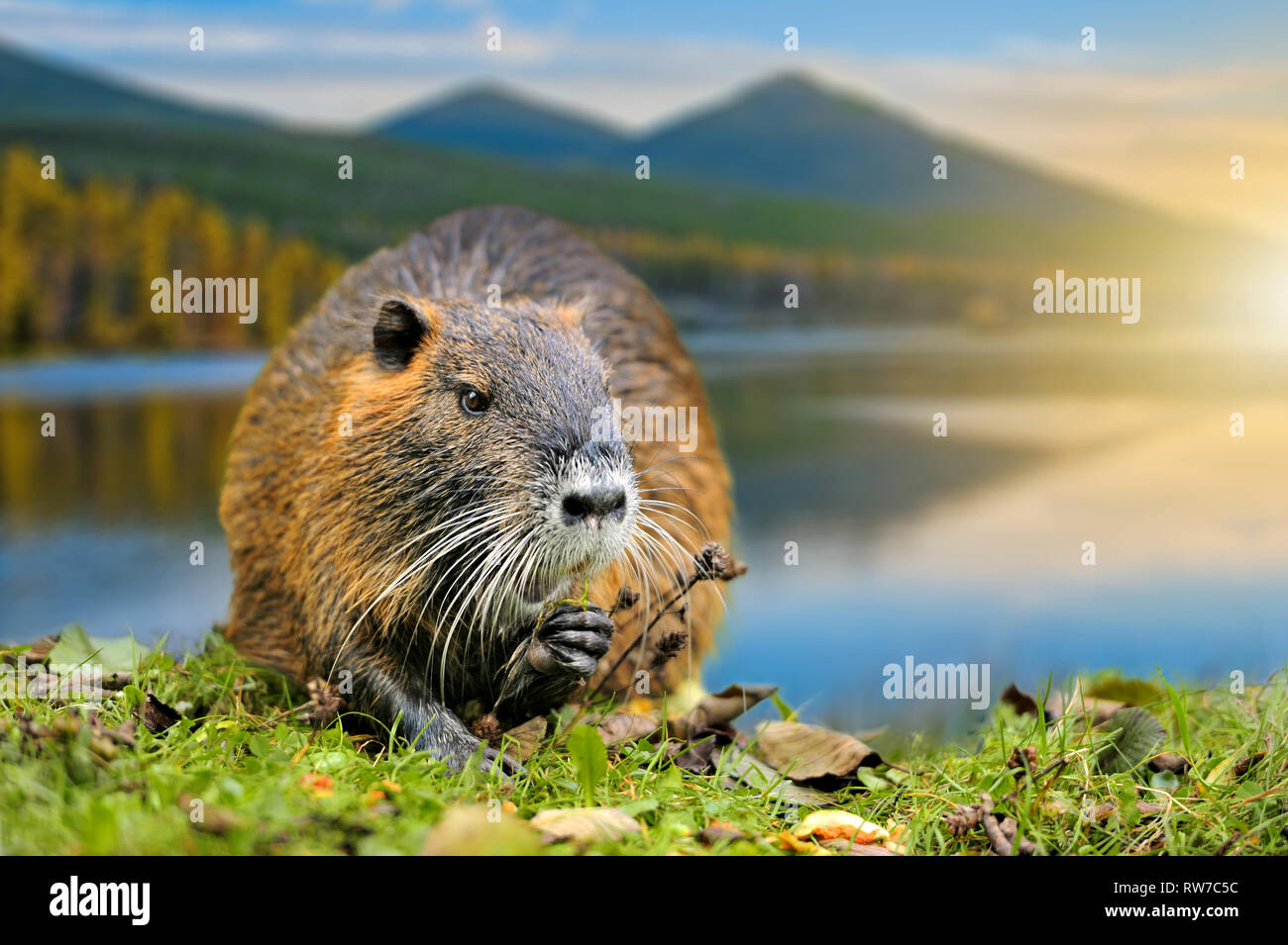 Bisamratte (Ondatra zibethica) im Frühjahr See mit Berg Stockfoto