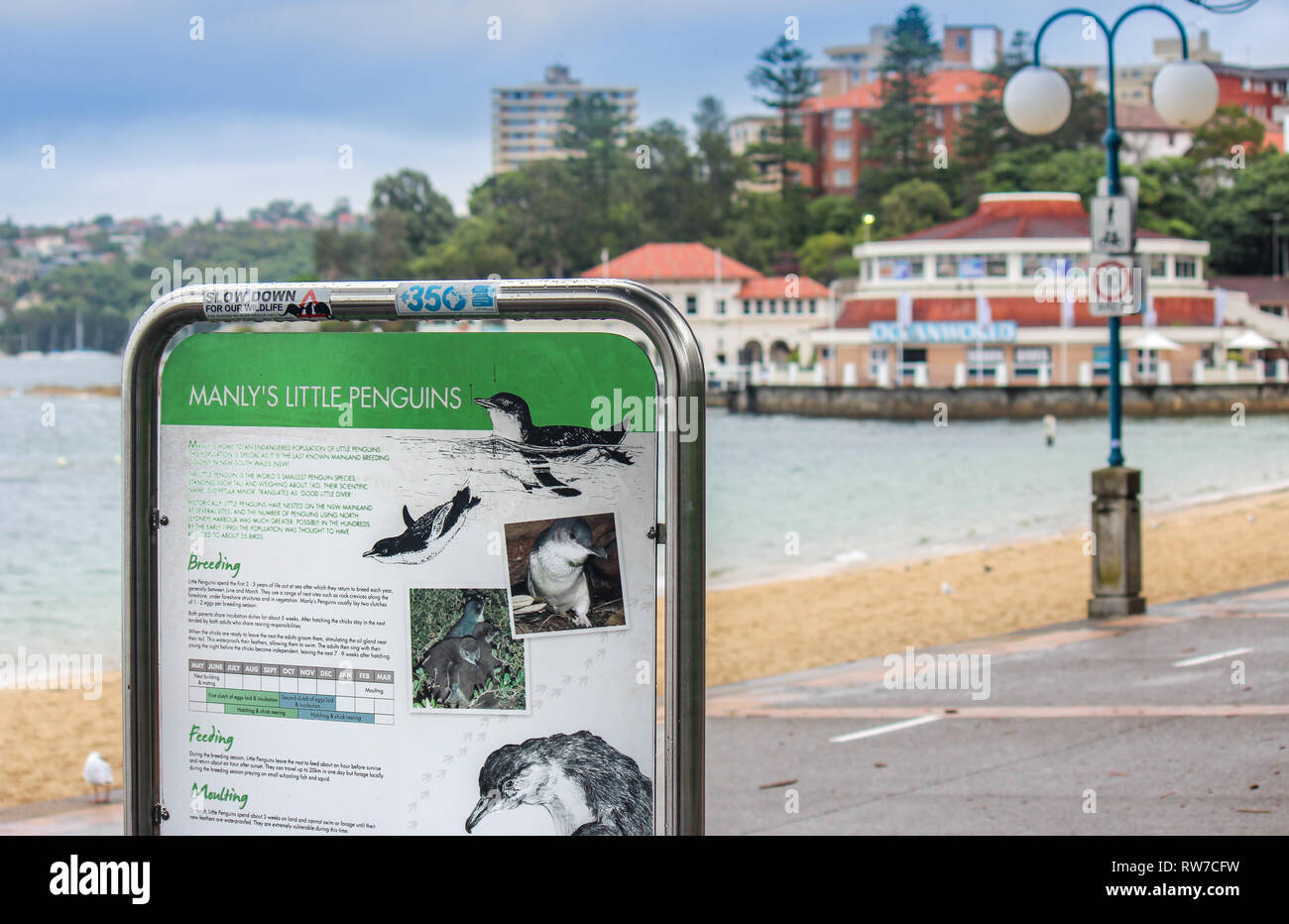 Manly pinguin Warnschild, reisen Abenteuer Australien Sydney Stockfoto