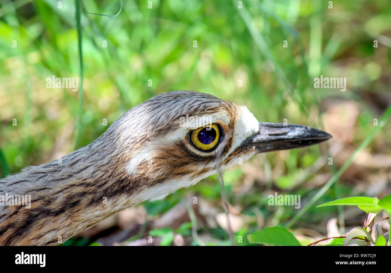Lustig, Vogel mit großen Augen anstarrte, reisen Abenteuer Australien Tier portrait Stockfoto