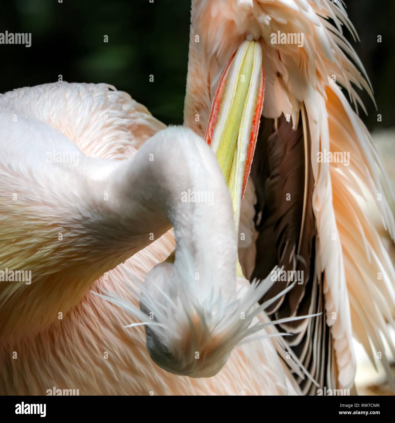 Lustige pelican Portrait kratzen sich mit dem Schnabel am Kotflügel Stockfoto