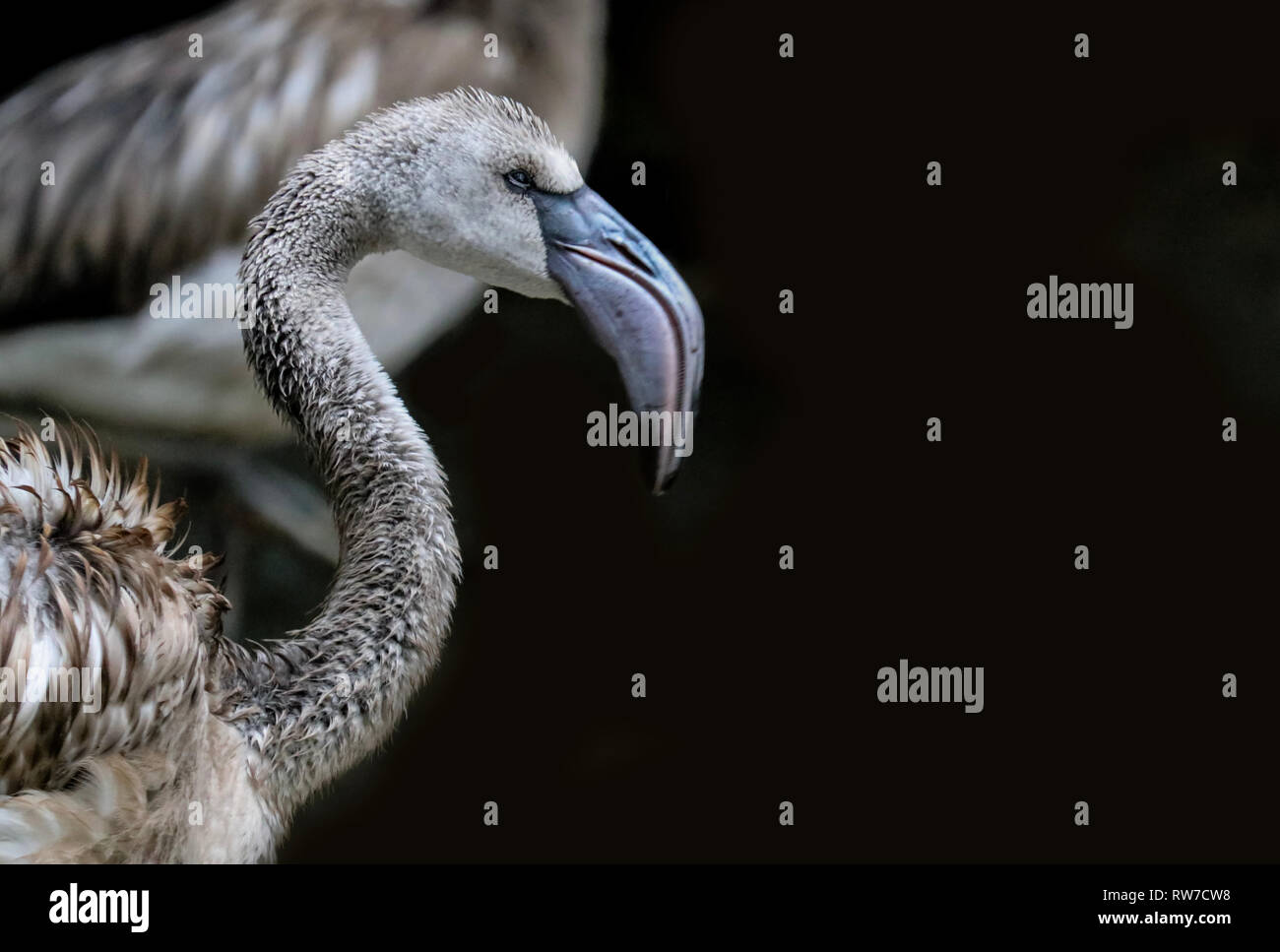 Nasse flamingo Kind suchen wütend, lustiger Vogel portrait Stockfoto