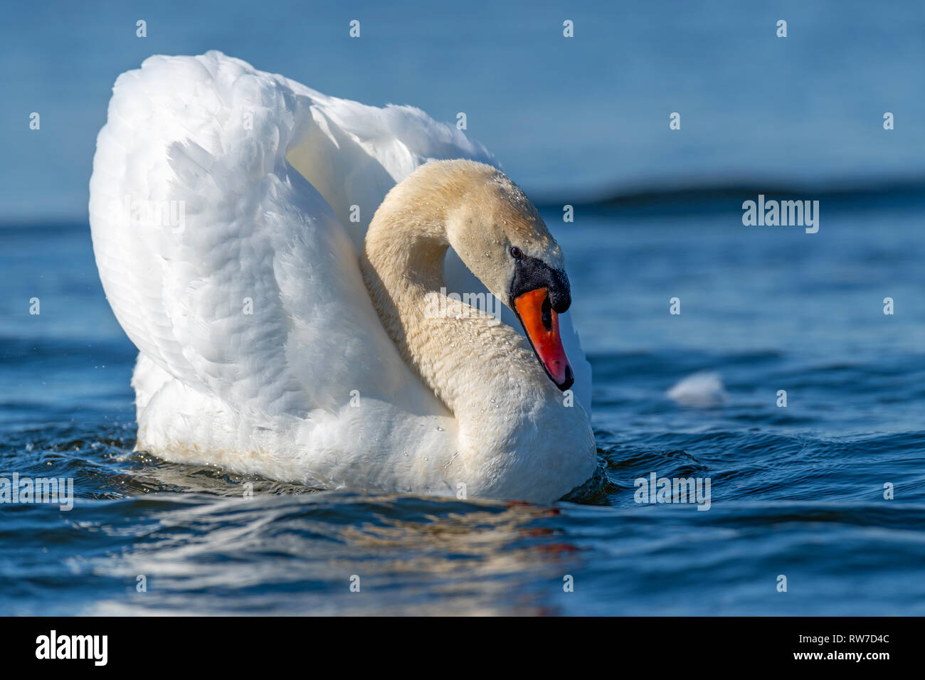 Schwan auf blauen See Wasser in sonniger Tag, Schwan auf Teich Stockfoto Schwan auf blauen See Wasser in sonniger Tag, Schwan auf Teich Stockfoto