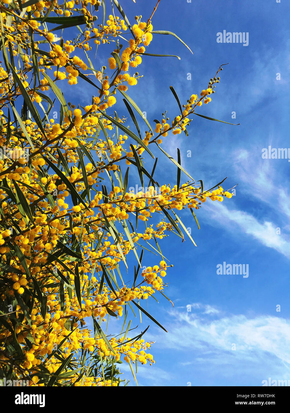 Gelbe Blumen von Mimosa auf Himmel blauer Hintergrund Stockfoto
