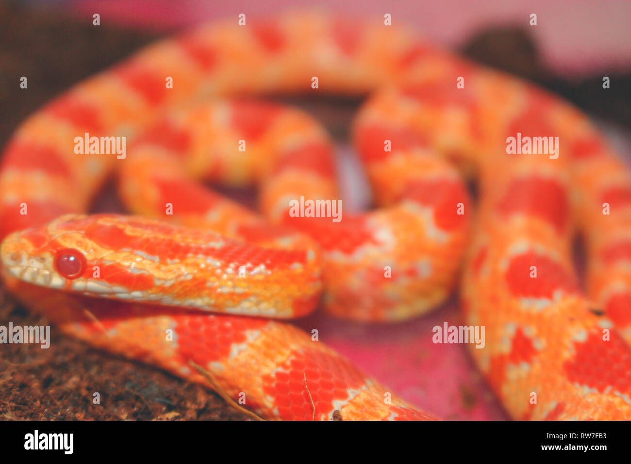 Albino Tiere fehlen Melanin in der Haut. Das ist ein Albino corn Snake.. Stockfoto