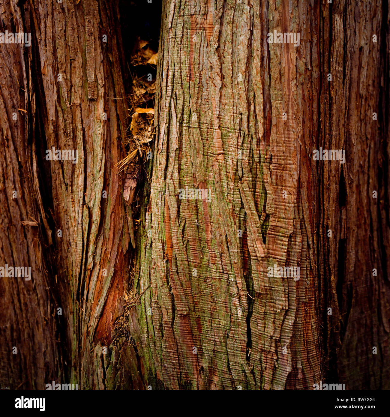 Cedar Tree Bark mit Rillen und grünen Farbstich Stockfoto