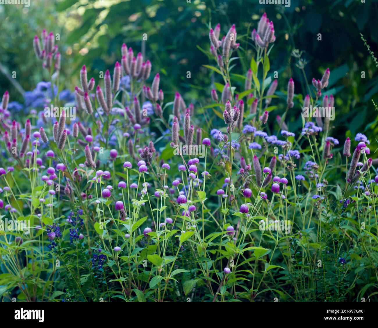 Lila Celosia und Globus Amaranth in Garten Stockfoto